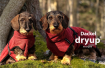 DRYUP Cape - Dackel - Hundebademantel - bordeaux - DRYUP-Bademantel-DACKEL-bordeaux_zwei