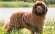 DRYUP Cape - BIG - Hundebademantel - braun - DRYUP-Bademantel-BIG-braun