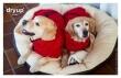 DRYUP Cape - Hundebademantel - pepper - DRYUP-Bademantel-redpepper-zwei