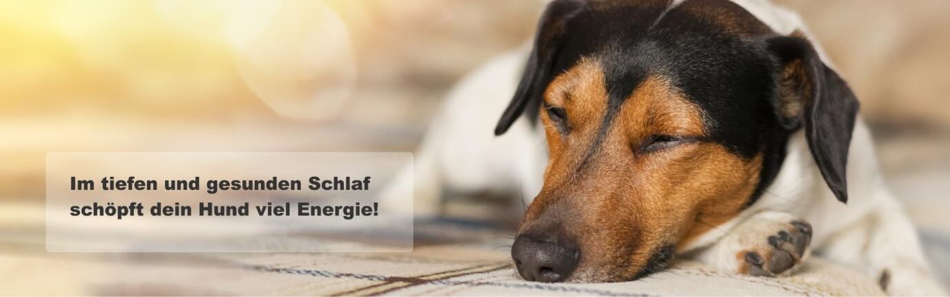 Gute und durchdachte Hundeschlafplätze ermöglichen einen tiefen und erholsamen Hundeschlaf!