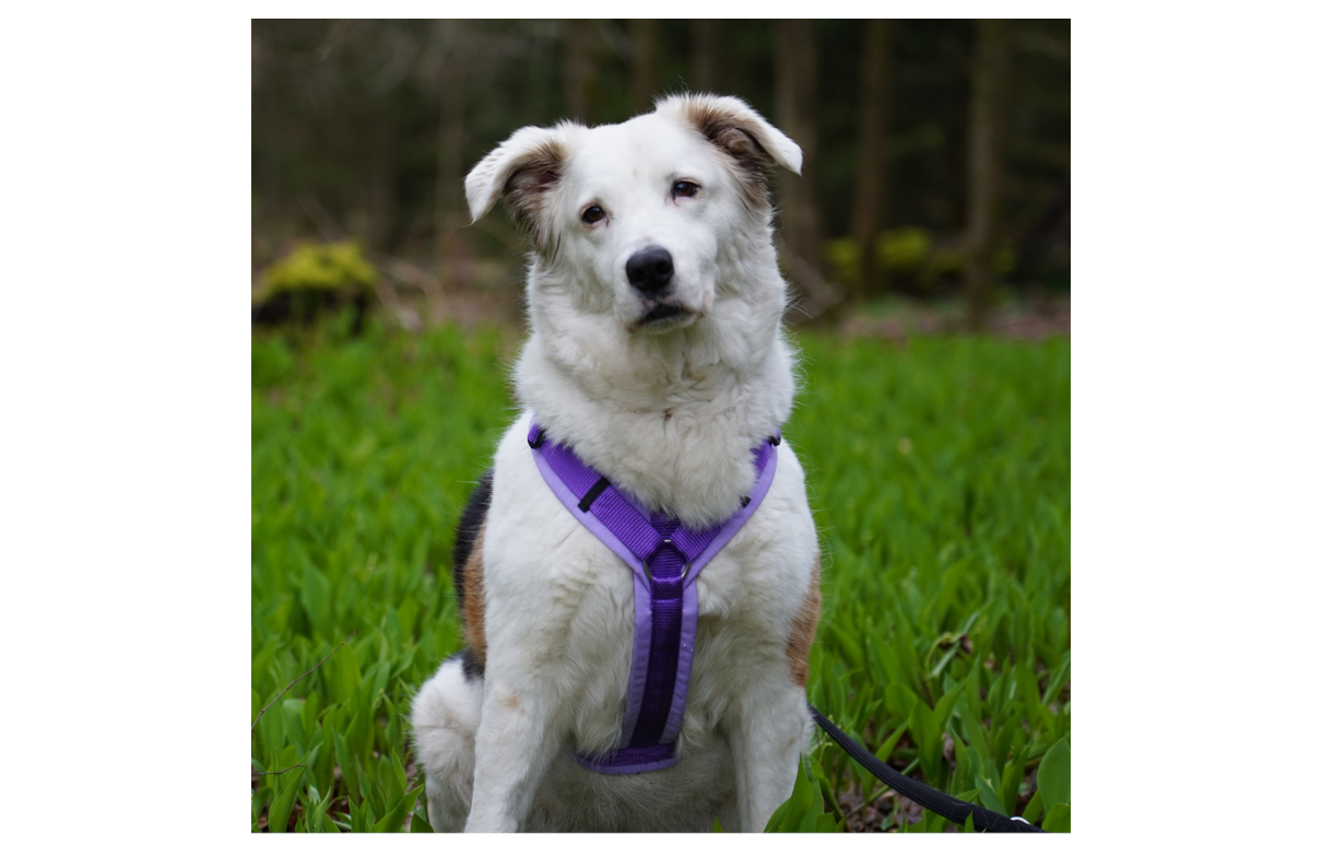 AnnyX Geschirr Fun lavendel