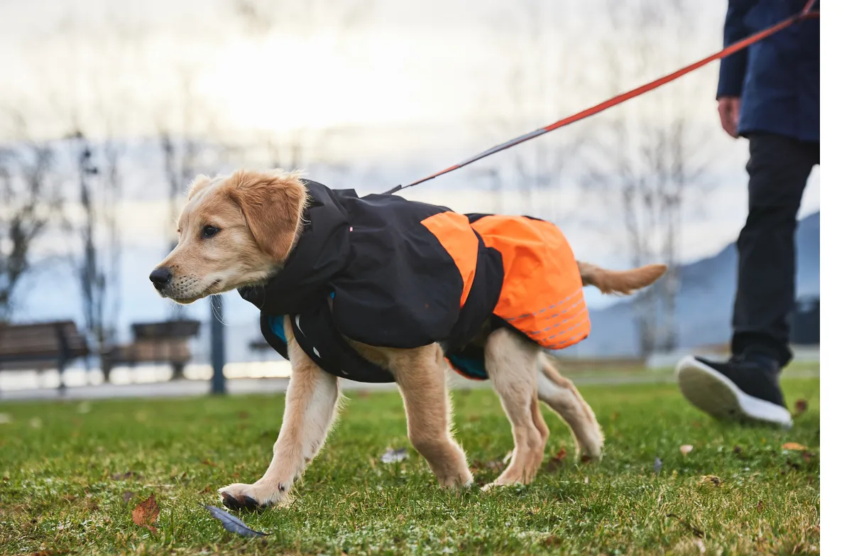 Non-Stop Dogwear Wintermantel Glacier 2.0