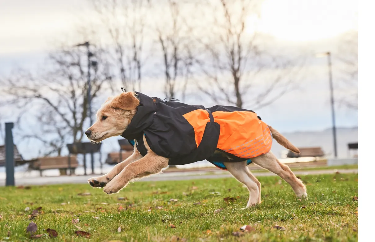 Non-Stop Dogwear Wintermantel Glacier 2.0 Hund
