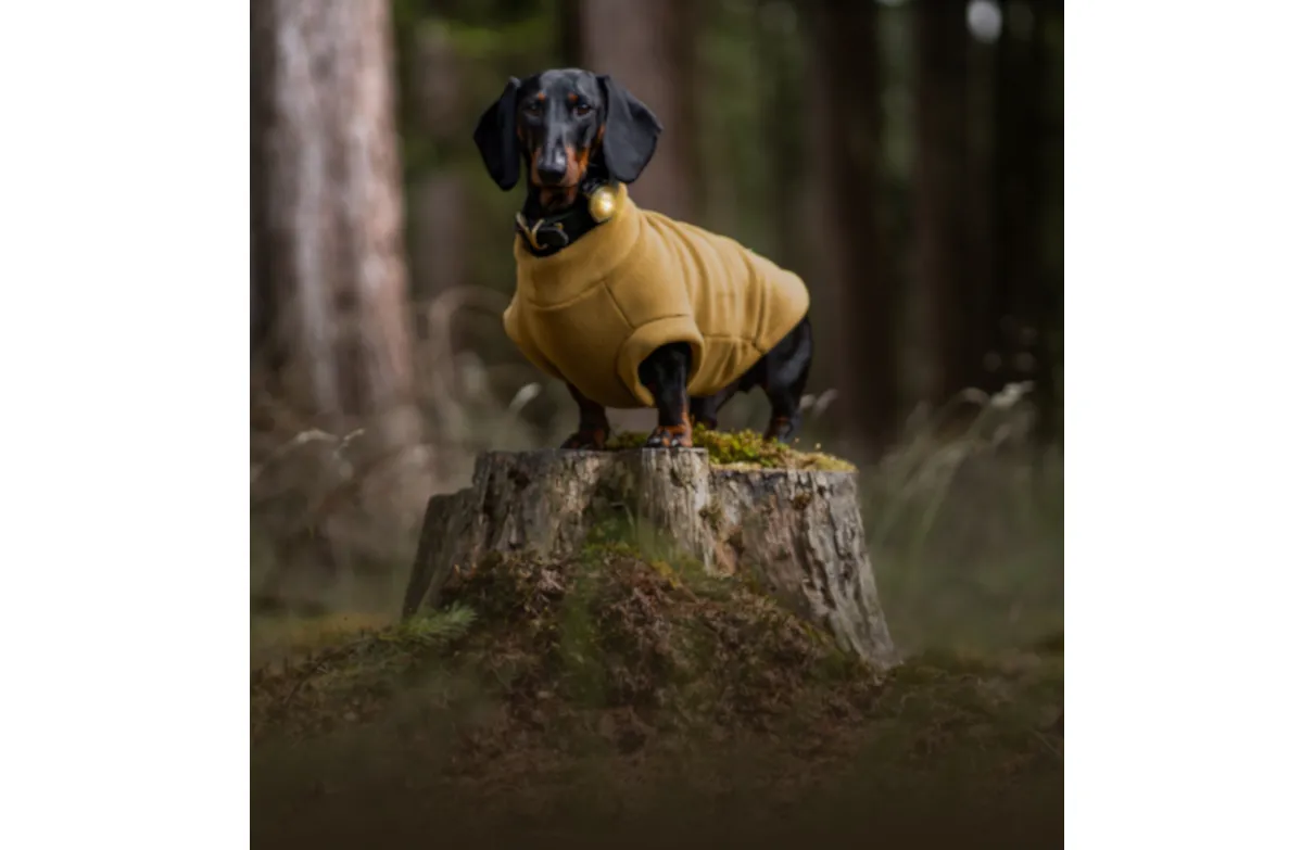 Orbiloc - Dog DualTM_Leuchte fürs Halsband und Geschirr - Orbiloc_Licht_Gold