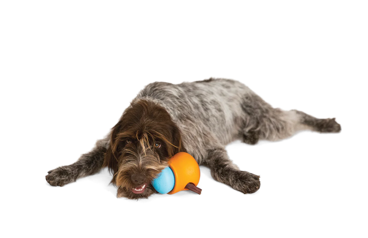 West_Paw_Toppl_mit_Hund