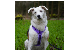 AnnyX Geschirr Fun lavendel