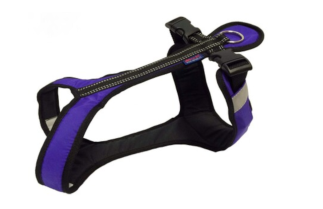 Zero DC Zuggeschirr Short lila/schwarz