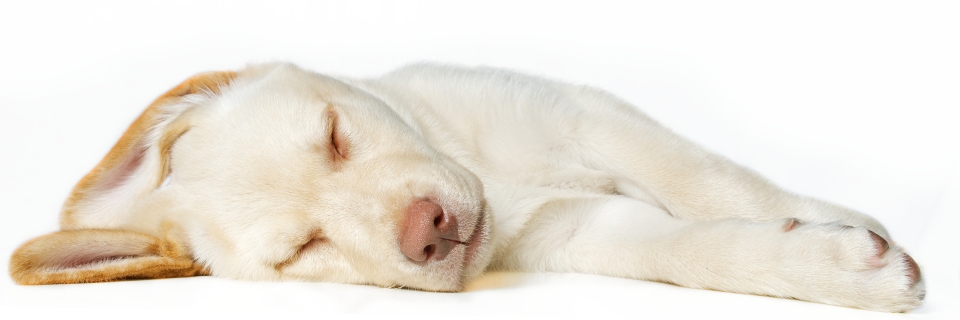 c_ssr_Hundebett.JPG